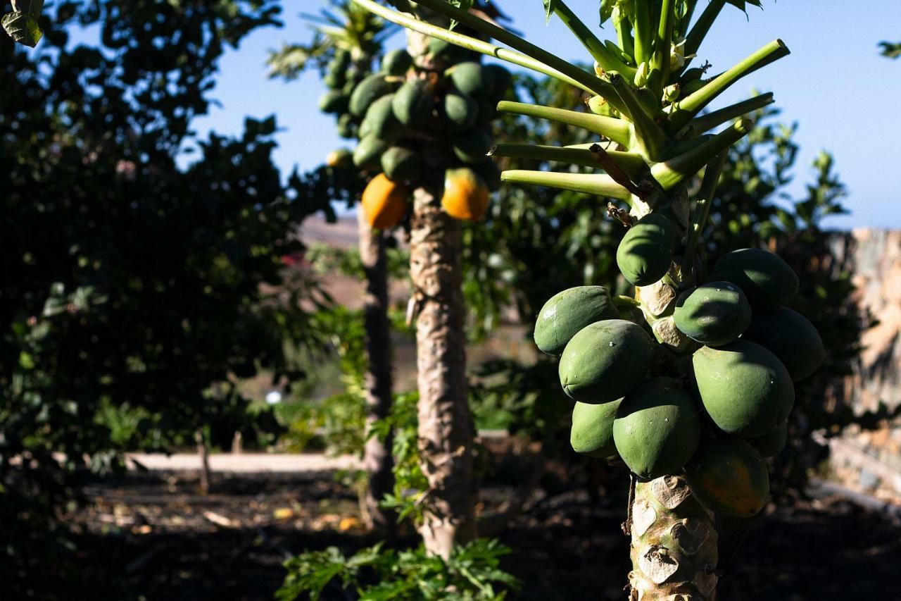 Finca Arbequina Pájara Eksteriør bilde