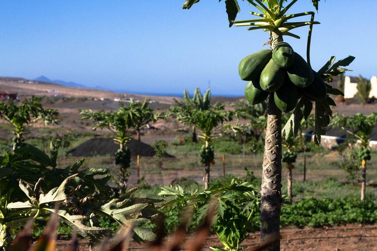 Finca Arbequina Pájara Eksteriør bilde