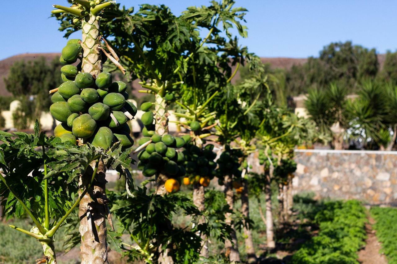 Finca Arbequina Pájara Eksteriør bilde