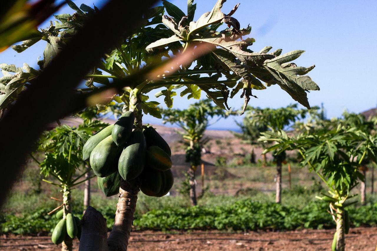 Finca Arbequina Pájara Eksteriør bilde