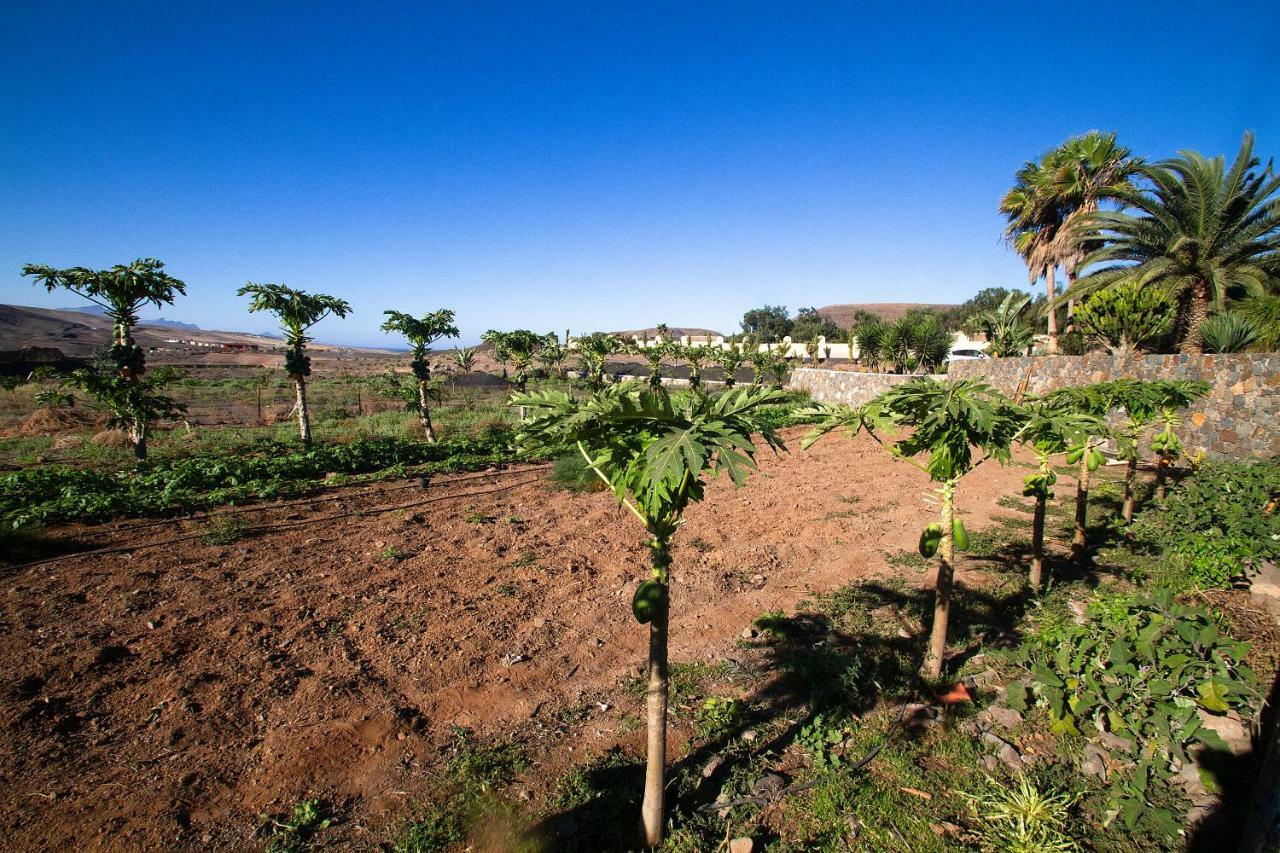 Finca Arbequina Pájara Eksteriør bilde